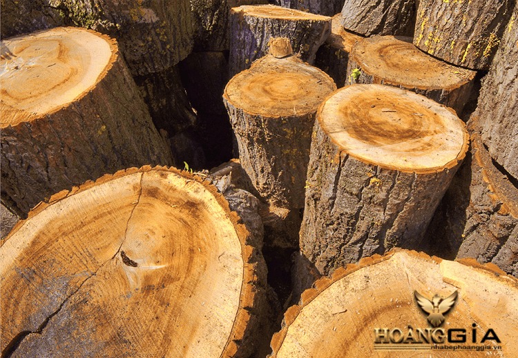 gỗ gù hương là gì