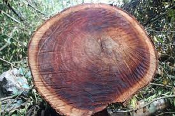 gỗ nghiến là gì