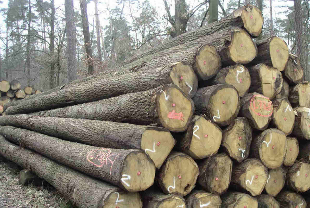 gỗ tần bì có bị mối mọt không