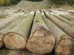 gỗ tần bì có bị mối mọt không