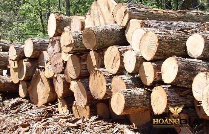 gỗ thông là gì