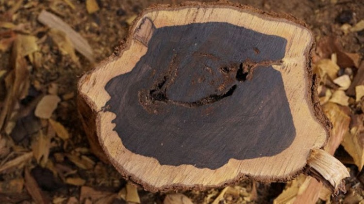 Tìm hiểu gỗ trắc là gì? Cách phân biệt các loại gỗ trắc đơn giản nhất
