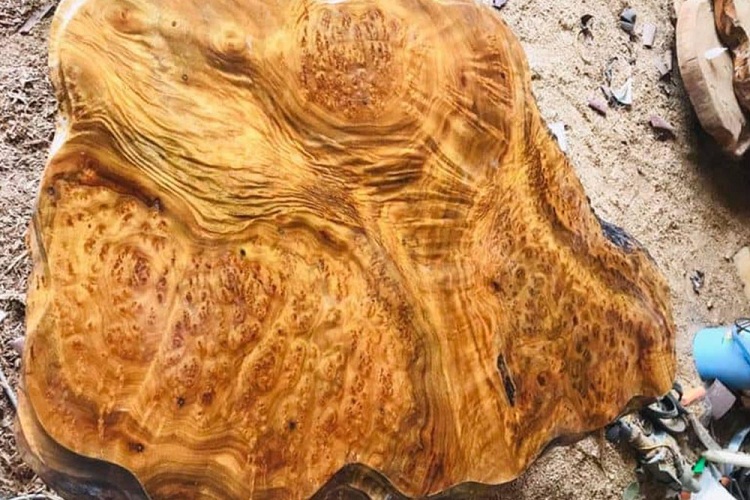 gỗ xá xị là gì