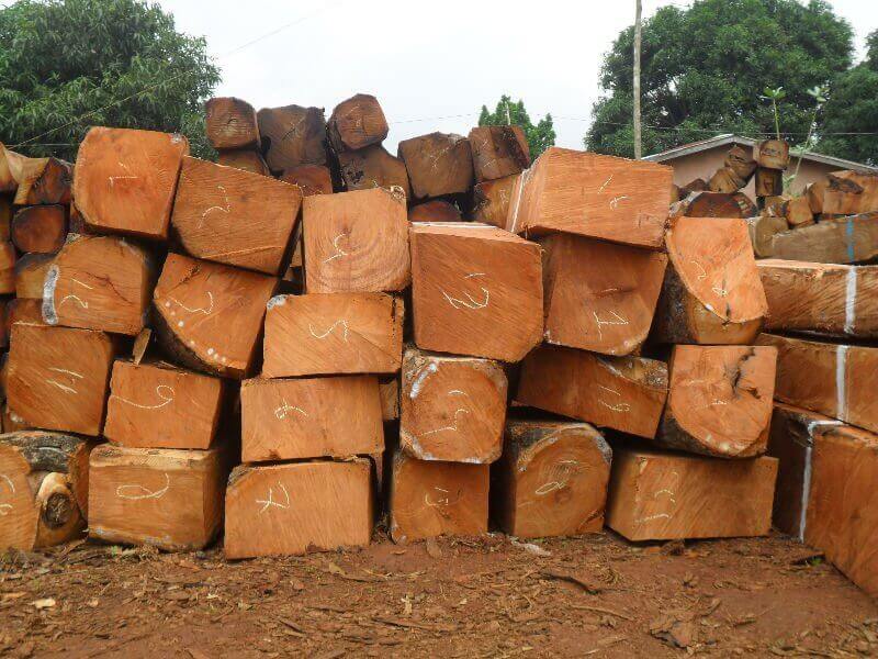 Tìm hiểu chung về dòng vật liệu gỗ gõ đỏ