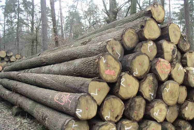 tìm hiểu chung về gỗ sồi