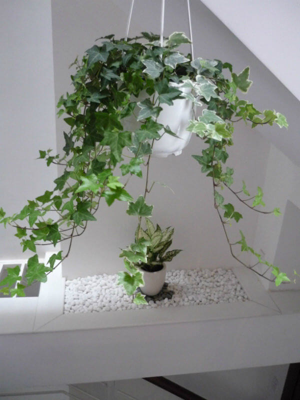 8 loại cây phong thủy dễ trồng giúp lọc không khí, hút tài lộc cho ngôi nhà