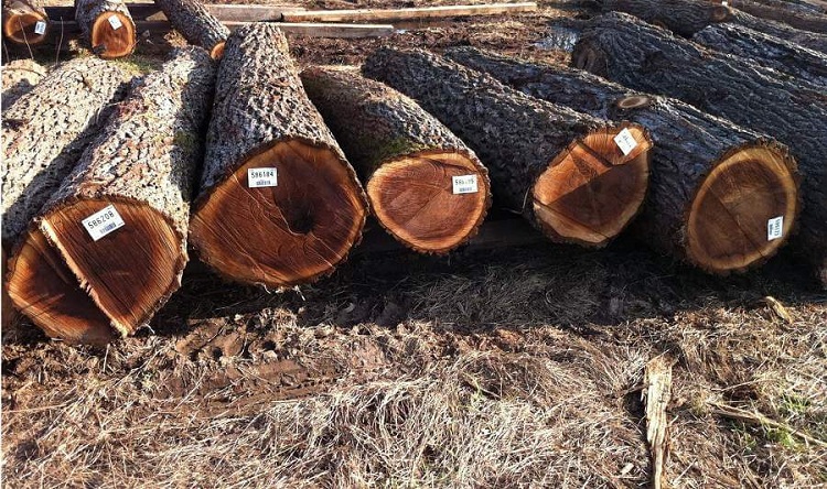 Bảng mẫu gỗ tự nhiên cập nhật mới nhất HÔM NAY